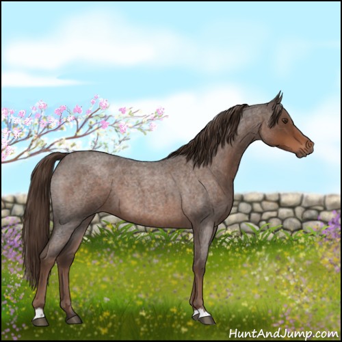 Horse Color:Liver Red Roan 