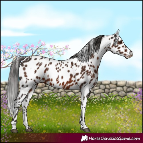 Horse Color:White Spotted Liver Chestnut Leopard