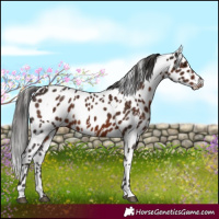 Horse Color:White Spotted Liver Chestnut Appaloosa 