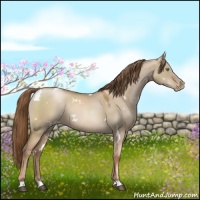 Horse Color:White Spotted Liver Red Dun Pearl 