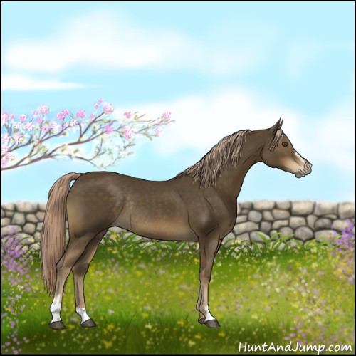 Horse Color:Chocolate Palomino Sabino Rabicano