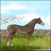 Horse Color:Chocolate Palomino Sabino Rabicano 