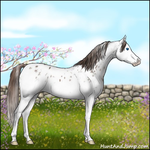 Horse Color:White Spotted Liver Chestnut Splash Appaloosa Rabicano