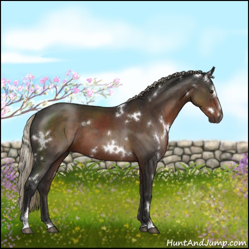 Horse Color:White Spotted Liver Chestnut Sabino 