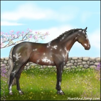 Horse Color:White Spotted Liver Chestnut Sabino 