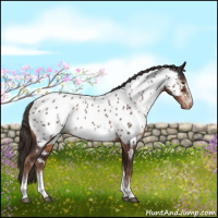 Horse Color:White Spotted Liver Chestnut Sabino Appaloosa 
