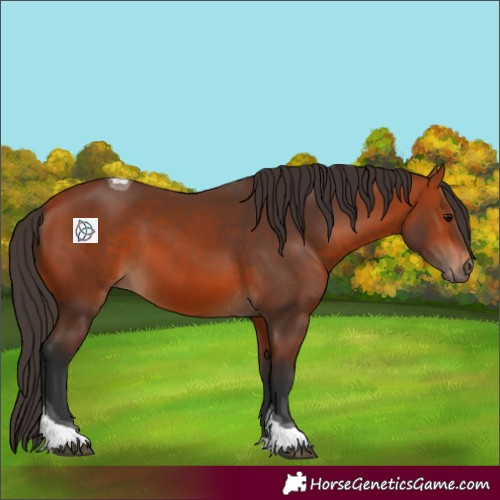 Horse Color:Bay Tobiano 