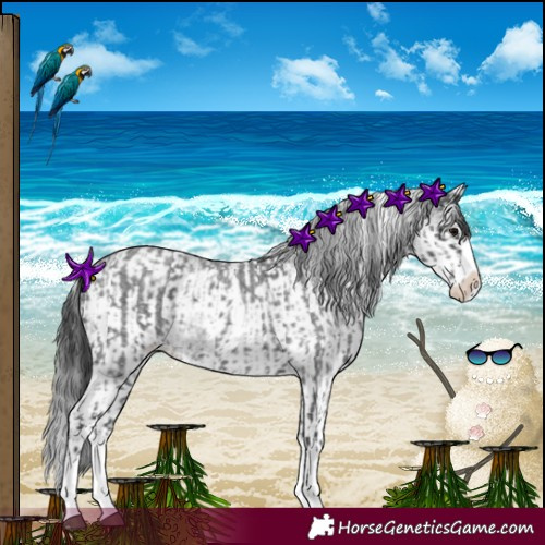 Horse Color:Blue Roan Sabino Splash  and White Spotted Blue Roan Splash 
