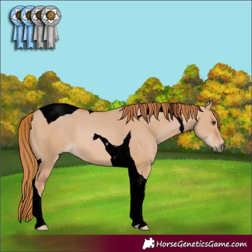 Horse Color:Void Red Dun Tobiano 