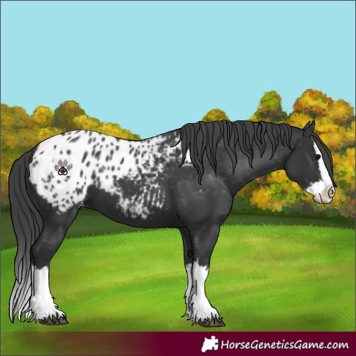 Horse Color:Black Splash Appaloosa 