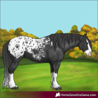 Horse Color:Black Splash Appaloosa 