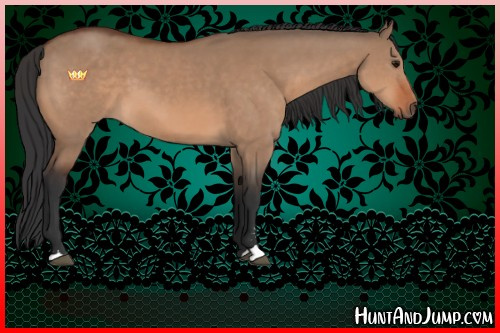 Horse Color:Bay Dun Sabino 