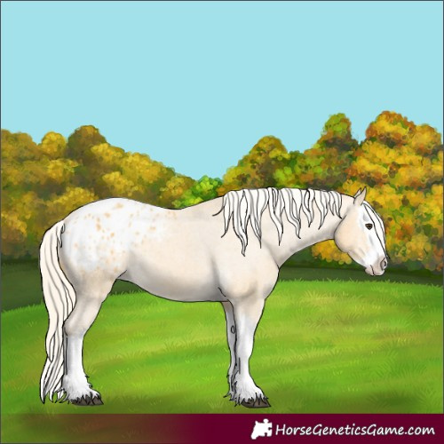 Horse Color:Palomino Splash Appaloosa 