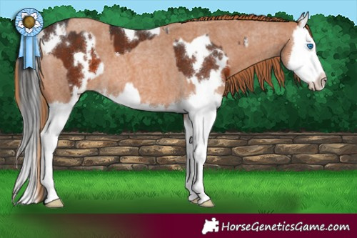 Horse Color:White Spotted Brown Splash  and Red Roan Splash 