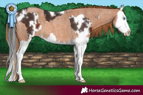 Horse Color:White Spotted Brown Splash  and Red Roan Splash 