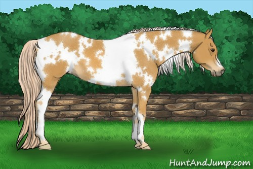 Horse Color:White Spotted Palomino 