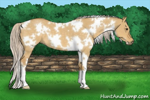 Horse Color:White Spotted Palomino Dun 