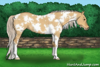 Horse Color:White Spotted Palomino Dun 