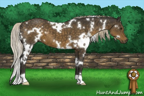 Horse Color:White Spotted Chocolate Palomino