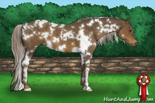 Horse Color:White Spotted Chocolate Palomino 