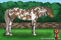 Horse Color:White Spotted Chocolate Palomino 