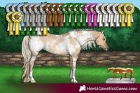 Horse Color:White Spotted Chocolate Palomino Dun