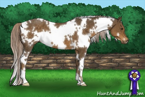 Horse Color:White Spotted Chocolate Palomino 