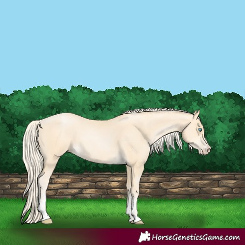 Horse Color:Palomino Pearl Sabino 