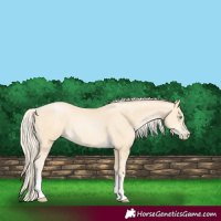 Horse Color:Palomino Pearl Sabino 