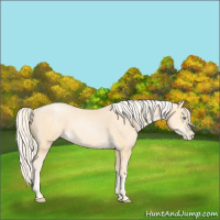 Horse Color:Palomino Pearl Sabino