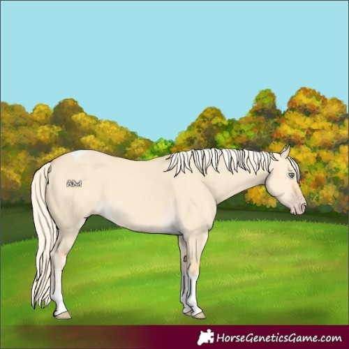 Horse Color:Gold Cream Champagne Dun Tobiano 