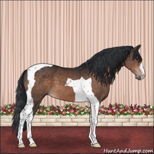 Horse Color:Brown Tobiano 