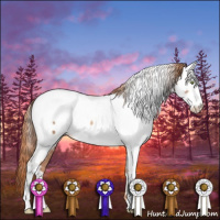 Horse Color:Gold Champagne Sabino Appaloosa 
