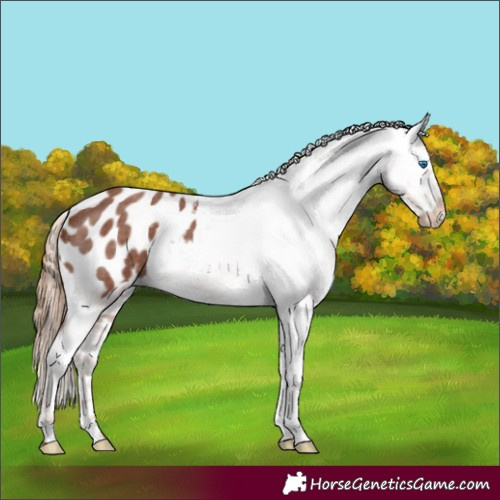 Horse Color:Red Roan Splash Appaloosa 