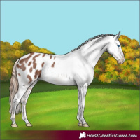 Horse Color:Red Roan Splash Appaloosa 