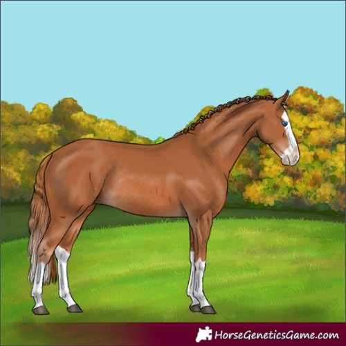 Horse Color:Chestnut Splash Rabicano 