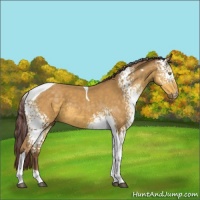 Horse Color:White Spotted Chocolate Buckskin Tobiano