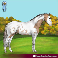 Horse Color:Bay Dun Splash Tobiano Blanket Rabicano 