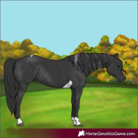Horse Color:Black Tobiano Rabicano