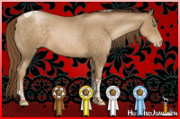 Horse Color:Smoky Black Pearl Tobiano Rabicano