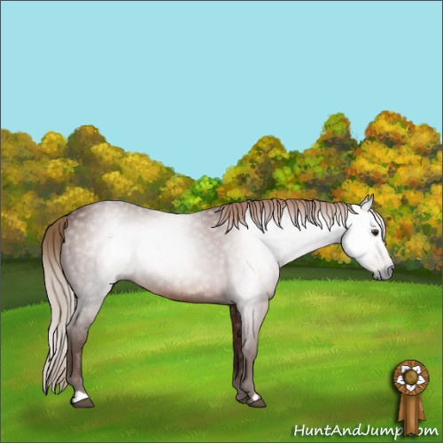 Horse Color:Gray Chestnut 