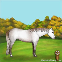 Horse Color:Gray Chestnut 