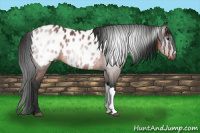 Horse Color:Gray Buckskin Appaloosa 