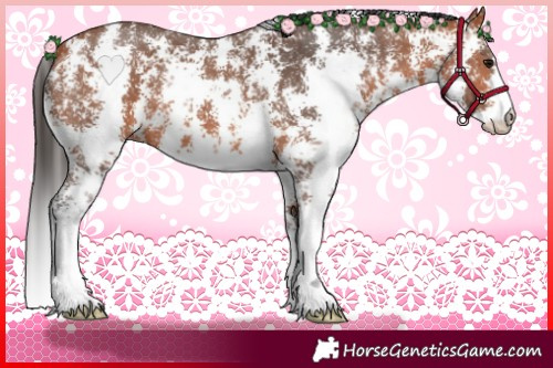 Horse Color:Bay Sabino 