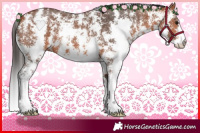 Horse Color:Bay Sabino