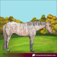 Horse Color:Bay Varnish and Bay Dun Varnish