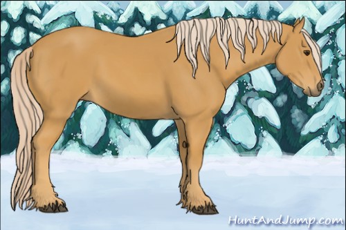Horse Color:Palomino 