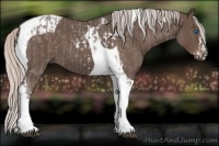 Horse Color:Silver Blue Roan Splash Tobiano  and Silver Blue Roan Tobiano 