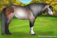 Horse Color:Bay Rabicano  and Gray Bay Rabicano 