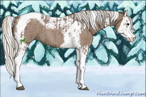 Horse Color:Silver Blue Roan Splash Tobiano  and Silver Blue Roan Splash Tobiano 